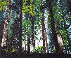 Картина пейзаж лес